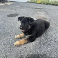     Hazel, a female German Shepherd Dog for sale in Utica, NY – 4 of 4