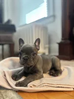 Chloe, a female French Bulldog for sale in Utica, NY – 4 of 4