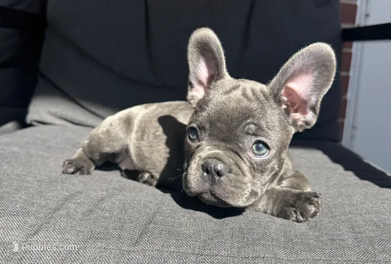 Gigi – French Bulldog puppy for sale in Utica, NY