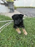 Thor, a male German Shepherd Dog for sale in Utica, NY – 3 of 4