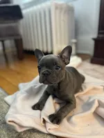 Chloe, a female French Bulldog for sale in Utica, NY – 3 of 4