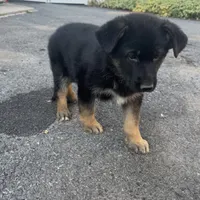     Hazel, a female German Shepherd Dog for sale in Utica, NY – 2 of 4