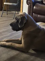 Bambi, a female Great Dane for sale in Pelham, NC – 7 of 8