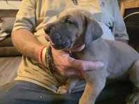 Bambi, a female Great Dane for sale in Pelham, NC – 1 of 8