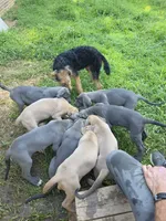 Bluey, a male Great Dane for sale in Pelham, NC – 3 of 4
