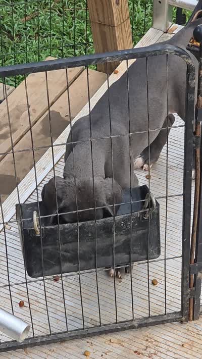 Bluey, a male Great Dane for sale in Pelham, NC – 4 of 4