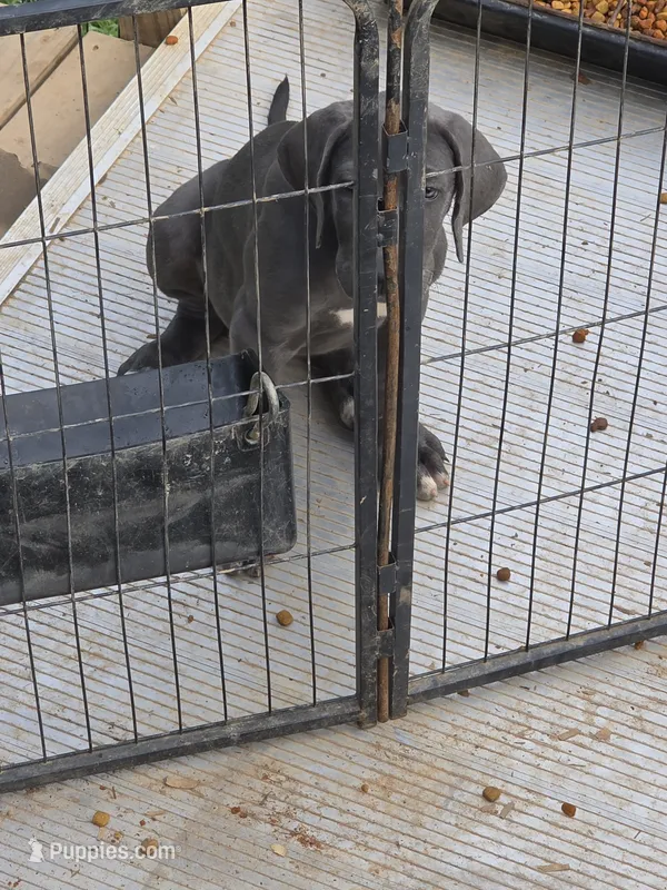 Bluey – Great Dane puppy for sale in Pelham, NC