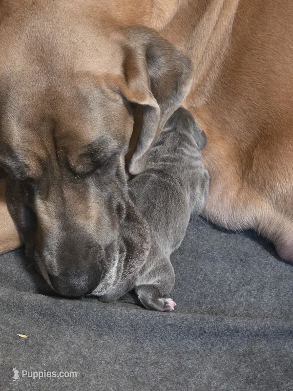 Star – Great Dane puppy for sale in Pelham, NC
