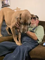 Faline, a female Great Dane for sale in Pelham, NC – 3 of 8