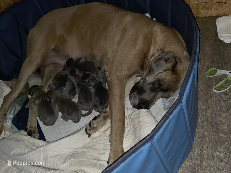 Star – Great Dane puppy for sale in Pelham, NC