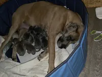 Bambi, a female Great Dane for sale in Pelham, NC – 6 of 8
