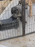 Bluey, a male Great Dane for sale in Pelham, NC – 2 of 4