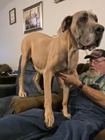 Bambi, a female Great Dane for sale in Pelham, NC – 5 of 8