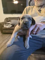 Faline, a female Great Dane for sale in Pelham, NC – 7 of 8