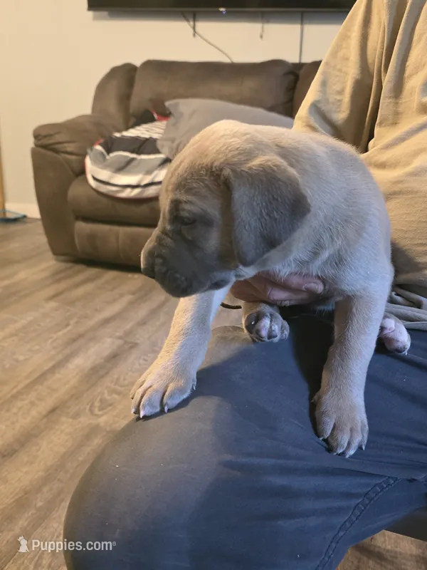 Faline – Great Dane puppy for sale in Pelham, NC