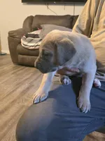 Faline, a female Great Dane for sale in Pelham, NC – 1 of 8
