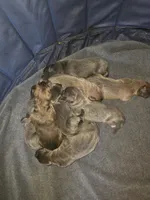 Faline, a female Great Dane for sale in Pelham, NC – 6 of 8