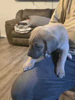 Faline, a female Great Dane for sale in Pelham, NC – 2 of 8