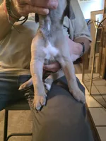 Bambi, a female Great Dane for sale in Pelham, NC – 3 of 8