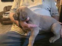 Bambi, a female Great Dane for sale in Pelham, NC – 4 of 8