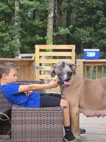 Faline, a female Great Dane for sale in Pelham, NC – 5 of 8