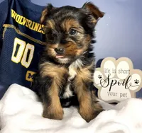 Black Bear , a male Yorkshire Terrier for sale in Livonia, MI – Photo 2 of 3
