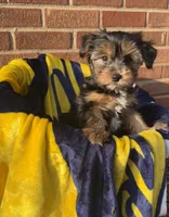 Black Bear , a male Yorkshire Terrier for sale in Livonia, MI – Photo 1 of 3
