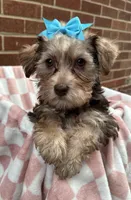 Blossom , a female Yorkshire Terrier for sale in Livonia, MI – Photo 4 of 4