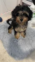 Yanni, a female Cavapoo for sale in Oswego, IL – 3 of 6