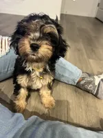 Yanni, a female Cavapoo for sale in Oswego, IL – 5 of 6