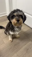 Yanni, a female Cavapoo for sale in Oswego, IL – 2 of 6