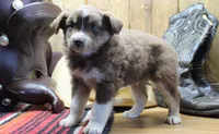 Vince, a male Miniature Australian Shepherd for sale in West Plains, MO – Photo 4 of 6