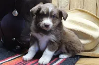 Vince, a male Miniature Australian Shepherd for sale in West Plains, MO – Photo 1 of 6