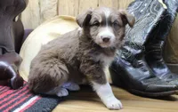 Vince, a male Miniature Australian Shepherd for sale in West Plains, MO – Photo 6 of 6