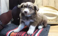 Vince, a male Miniature Australian Shepherd for sale in West Plains, MO – Photo 3 of 6