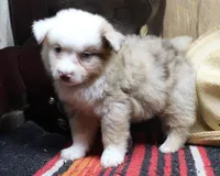 Nox, a male Miniature Australian Shepherd for sale in West Plains, MO – Photo 4 of 5