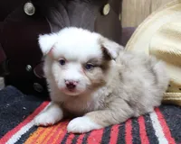 Nox, a male Miniature Australian Shepherd for sale in West Plains, MO – Photo 3 of 5