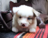 Nox, a male Miniature Australian Shepherd for sale in West Plains, MO – Photo 1 of 5