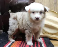 Nox, a male Miniature Australian Shepherd for sale in West Plains, MO – Photo 2 of 5