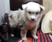 Nox, a male Miniature Australian Shepherd for sale in West Plains, MO – Photo 5 of 5