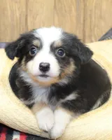 Katie, a female Miniature Australian Shepherd for sale in West Plains, MO – Photo 5 of 5