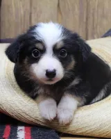 Katie, a female Miniature Australian Shepherd for sale in West Plains, MO – Photo 1 of 5