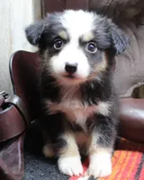 Katie, a female Miniature Australian Shepherd for sale in West Plains, MO – Photo 2 of 5