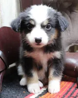 Katie, a female Miniature Australian Shepherd for sale in West Plains, MO – Photo 4 of 5