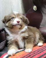 Kris, a male Miniature Australian Shepherd for sale in West Plains, MO – Photo 3 of 4