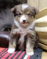 Kris, a male Miniature Australian Shepherd for sale in West Plains, MO – Photo 1 of 4