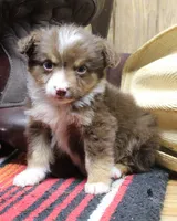 Kris, a male Miniature Australian Shepherd for sale in West Plains, MO – Photo 2 of 4