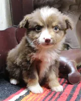 Kris, a male Miniature Australian Shepherd for sale in West Plains, MO – Photo 4 of 4