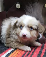 Krato, a male Miniature Australian Shepherd for sale in West Plains, MO – Photo 2 of 3