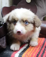 Krato, a male Miniature Australian Shepherd for sale in West Plains, MO – Photo 1 of 3